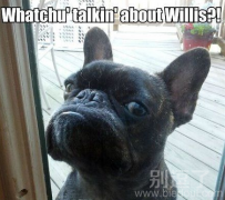 铲屎的，你到底开不开门？