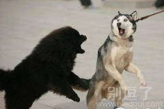 输了气势，赢了表情。