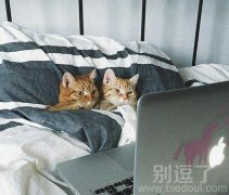 睡在床上的两只小猫。