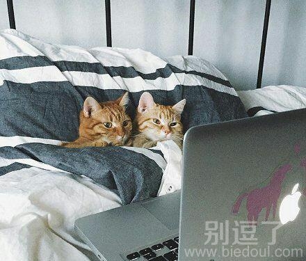 睡在床上的两只小猫。