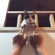 爆笑gif 萌宠娱乐