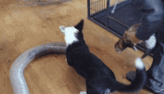 萌宠搞笑gif图片