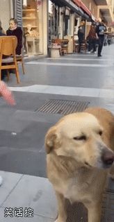 这狗子有点m属性 这狗子有点m属性