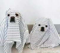 二哈现在都需要防晒了