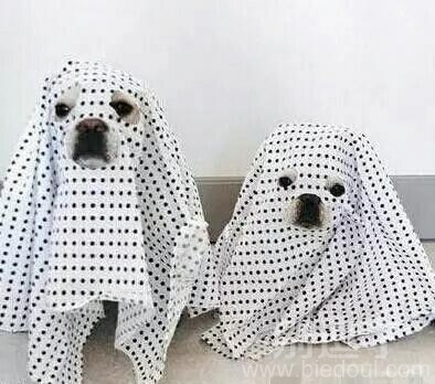 二哈现在都需要防晒了