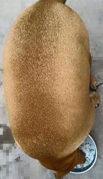 轻松一刻:人不努力就会像他们一样,1根薯条2人抢 轻松一刻:人不努力就会像他们一样,1根薯条2人抢