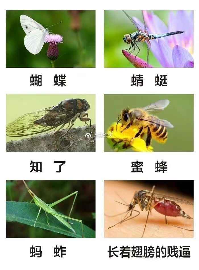 轻松一刻:人不努力就会像他们一样,1根薯条2人抢 轻松一刻:人不努力就会像他们一样,1根薯条2人抢