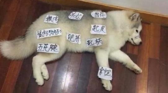 轻松一刻:人不努力就会像他们一样,1根薯条2人抢 轻松一刻:人不努力就会像他们一样,1根薯条2人抢