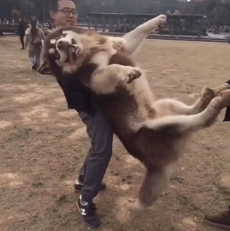 轻松一刻:人不努力就会像他们一样,1根薯条2人抢 轻松一刻:人不努力就会像他们一样,1根薯条2人抢