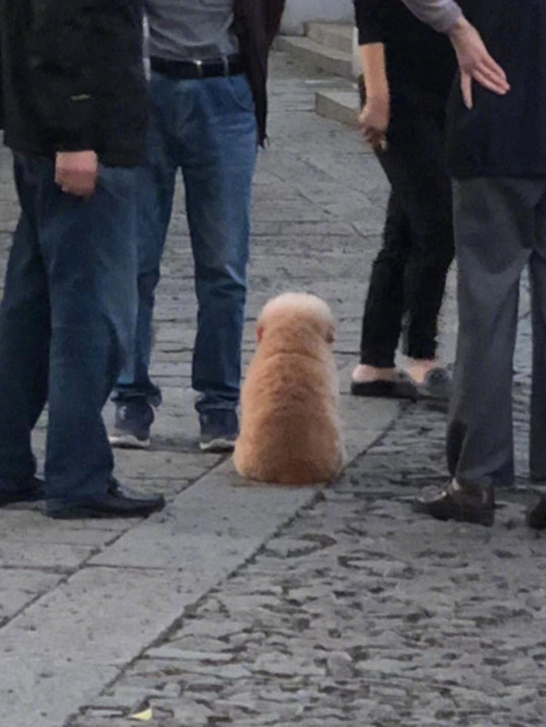 轻松一刻:人不努力就会像他们一样,1根薯条2人抢 轻松一刻:人不努力就会像他们一样,1根薯条2人抢