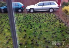 如果这是在天朝，是多么的高兴