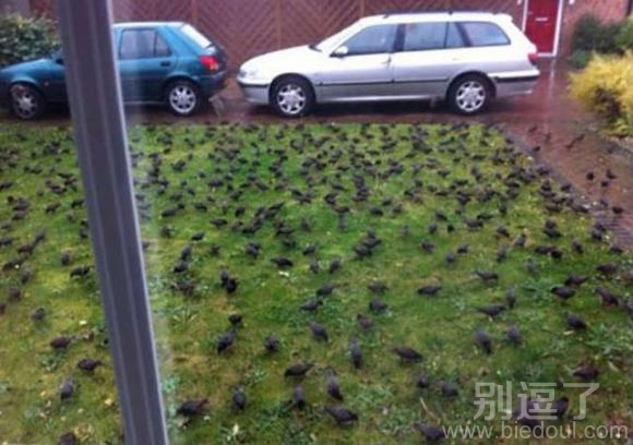 如果这是在天朝,是多么的高兴 如果这是在天朝,是多么的高兴