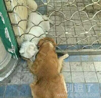 网恋是没有好结果的