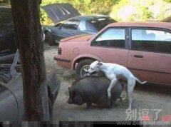 这就是传说中的杂交？