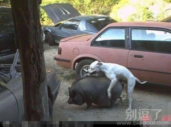 这就是传说中的杂交？