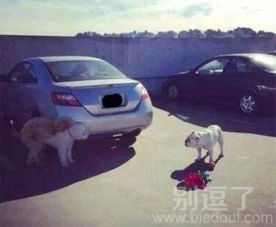 感觉狗的心都碎了。。 感觉狗的心都碎了。。