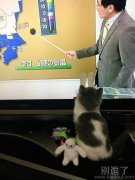 蜀黍手中逗猫棒（不对）深深吸引的喵