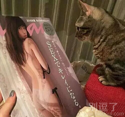 我家每一只宠物都必须要学习的知识