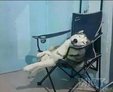 二哈连睡姿都这么别具一格