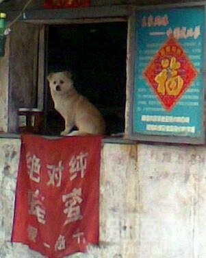 一只在买东西的小狗。