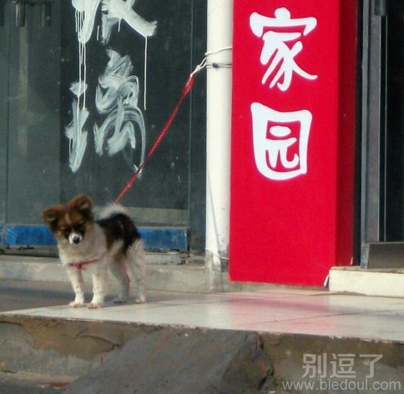 在家园被绑着的小狗。