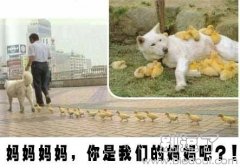 小鸡找妈妈，但是爸爸也不对