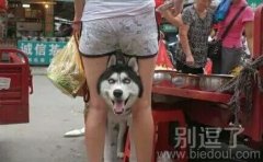 汪星人真的好霸气