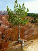 一颗会跑的小树。 一颗会跑的小树。