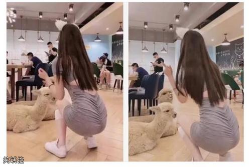 小姐姐漂亮，羊驼可爱！