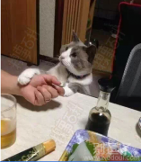 会号脉的喵星人。。。