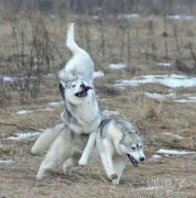 二哈情侣的日常事 二哈情侣的日常事