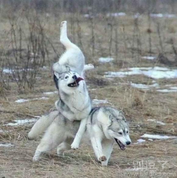 二哈情侣的日常事 二哈情侣的日常事