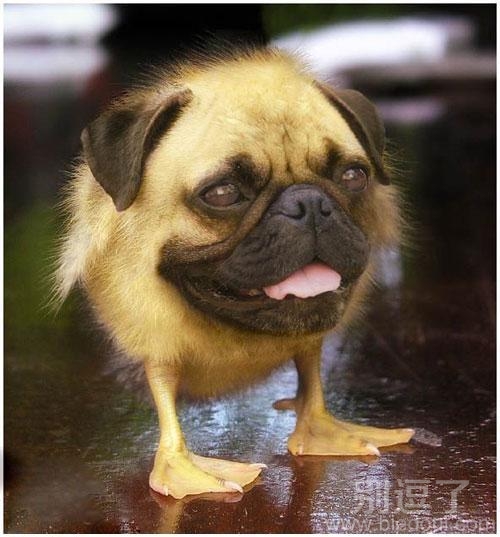 被小鸭子的狗头,哈哈 被小鸭子的狗头,哈哈