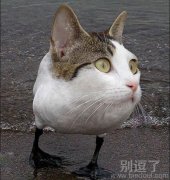 被鸭子的猫咪。逗啊 被鸭子的猫咪。逗啊