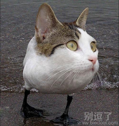 被鸭子的猫咪。逗啊 被鸭子的猫咪。逗啊