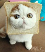 一只搞笑的猫咪。 一只搞笑的猫咪。