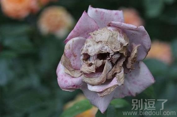 恐怖的花，好像骷髅