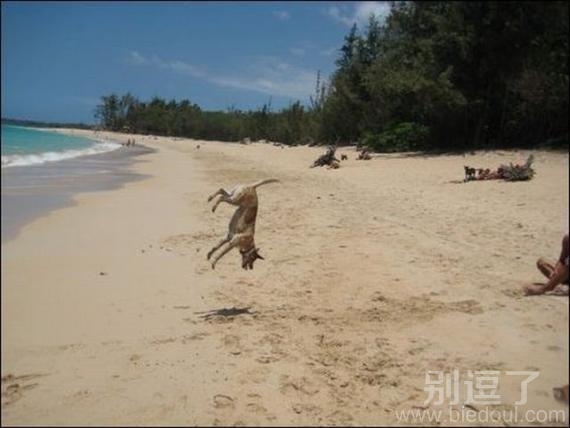 天狗坠落 杯具了吧！