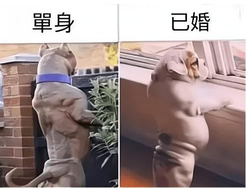 单身男性和已婚男性的区别,人间真实,哈哈哈哈 单身男性和已婚男性的区别,人间真实,哈哈哈哈
