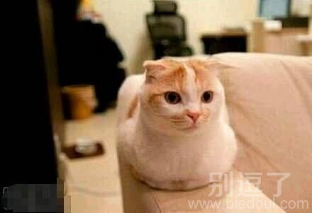 喵星人逗趣盘腿 卖萌无下限