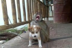 太禽兽了 太禽兽了