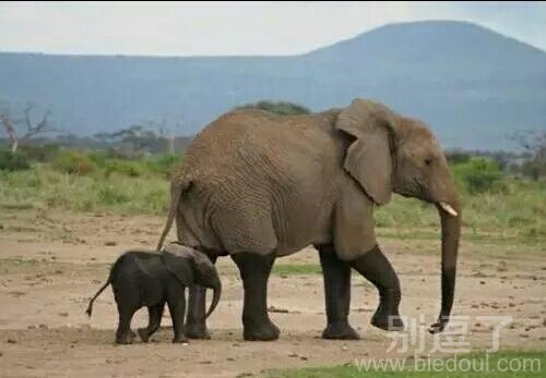 刚才那个泥塘太深了 刚才那个泥塘太深了