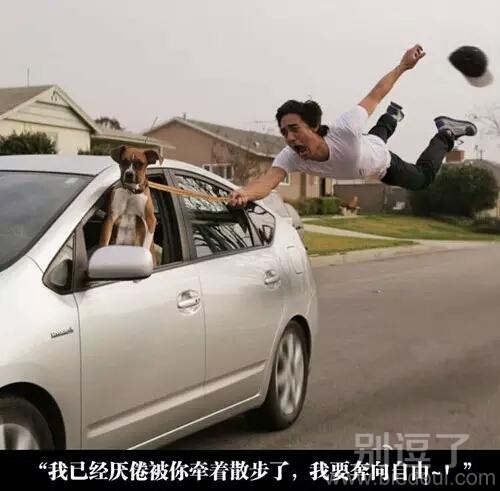 家里汪星人要造反了