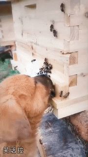 吃蜜不规范嘴角泪两行 吃蜜不规范嘴角泪两行