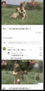 为什么要追我 为什么要追我