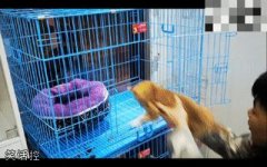 狗子：缠定你了