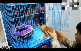 狗子:缠定你了 狗子:缠定你了