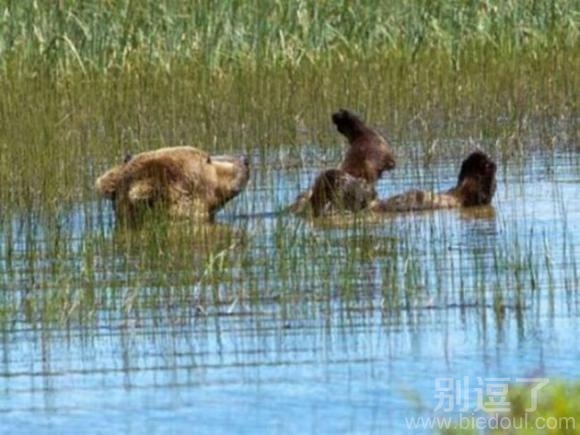 小熊泡澡泡的挺舒服呀 小熊泡澡泡的挺舒服呀
