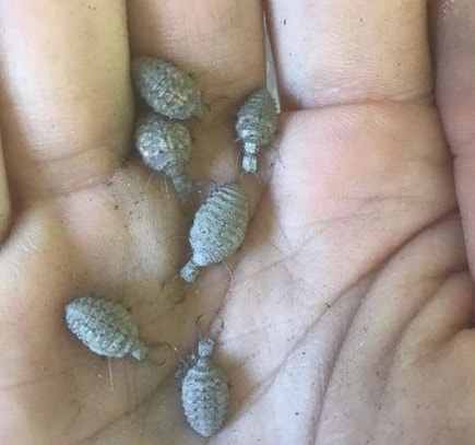 轻松一刻:我妈问我,为啥要对着西瓜籽拍照? 轻松一刻:我妈问我,为啥要对着西瓜籽拍照?