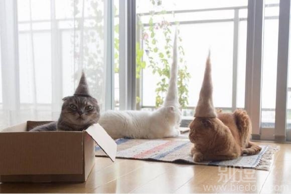 猫猫的毛毛做帽帽